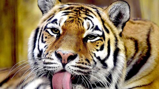 It was not clear how the tigers, lions and other animals escaped from the German zoo.(AFP/Photo for representation) It was not clear how the tigers, lions and other animals escaped from the German zoo.(AFP/Photo for representation)