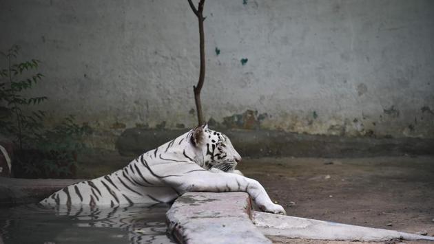 An Indian white tigress sit in a pond in an enclosure during a hot day at the Kamla Nehru Zoological Park in Ahmedabad, Gujarat on May 26, 2018. (Sam Panthaky / AFP) An Indian white tigress sit in a pond in an enclosure during a hot day at the Kamla Nehru Zoological Park in Ahmedabad, Gujarat on May 26, 2018. (Sam Panthaky / AFP)