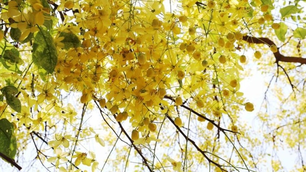 The golden showers of amaltas flowers have an irresistible charm and magic about them. (Mayank Austen Soofi) The golden showers of amaltas flowers have an irresistible charm and magic about them. (Mayank Austen Soofi)