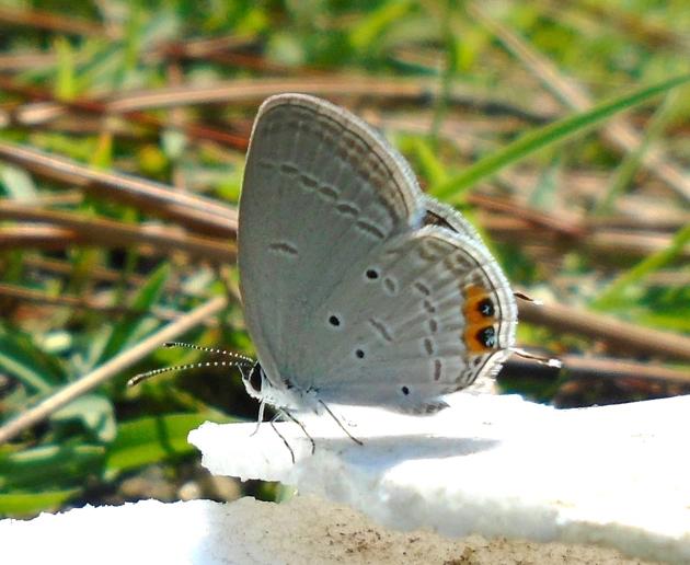 Absence of recent records of 51 butterfly species in Uttarakhand means they have most likely gone extinct. And this shows that everything is not well with the Himalayan environment.(HT Photo)