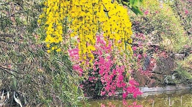 Tucked within a wild ridge, the lush green gardens at the Buddha Jayanti Park are a joy unto themselves. (HT photo) Tucked within a wild ridge, the lush green gardens at the Buddha Jayanti Park are a joy unto themselves. (HT photo)