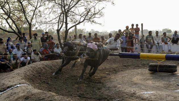 A man competes in a buffalo race as part of a rural games festival in the village of Paras Rampur on the outskirts of Jalandhar, Punjab, on June 6, 2018. (Shammi Mehra / AFP) A man competes in a buffalo race as part of a rural games festival in the village of Paras Rampur on the outskirts of Jalandhar, Punjab, on June 6, 2018. (Shammi Mehra / AFP)
