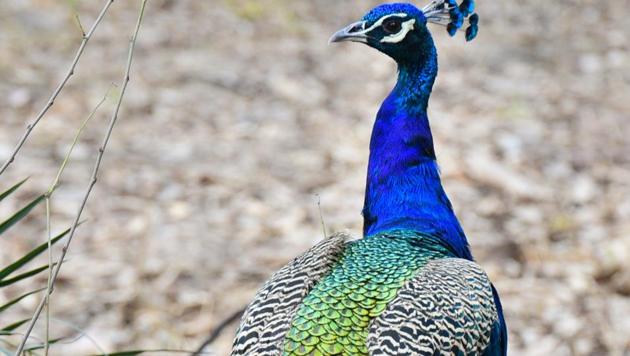 A peafowl is a large crested pheasant found mainly in Asia. (HT PHOTO) A peafowl is a large crested pheasant found mainly in Asia. (HT PHOTO)