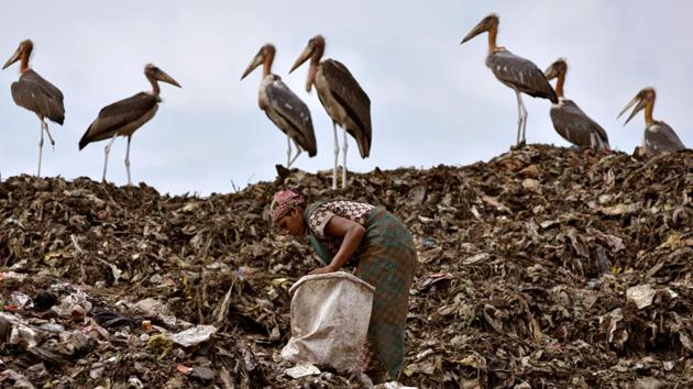 A scavenger collects recyclables next to a flock of Greater Adjutant birds at a dump site in Guwahati, Assam, on June 4, 2018. (Anuwar Hazarika / REUTERS) A scavenger collects recyclables next to a flock of Greater Adjutant birds at a dump site in Guwahati, Assam, on June 4, 2018. (Anuwar Hazarika / REUTERS)