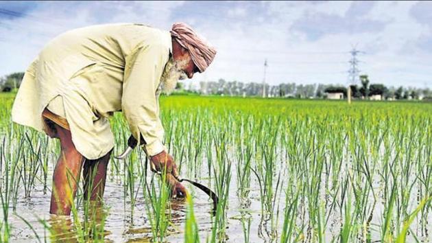 HT Spotlight: Progressive farmers switch to innovative farming, reap gains | Latest News India - Hindustan Times
