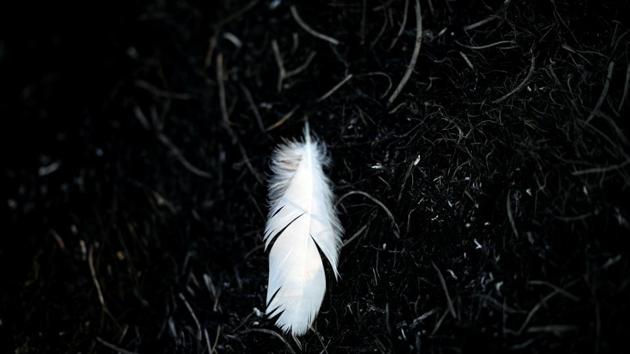 A feather is pictured in a burnt area where Palestinians have been causing blazes by flying kites and balloons loaded with flammable materials, across the border between Israel and Gaza Strip, near Sderot, Israel. (Amir Cohen / REUTERS)