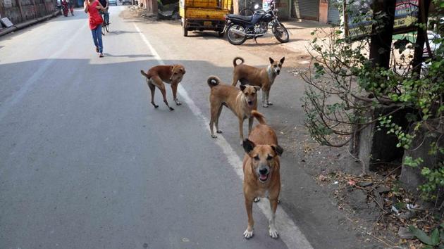 Stray dogs menace at Dombivali irks local residents and pet lovers. (HT File Photo) Stray dogs menace at Dombivali irks local residents and pet lovers. (HT File Photo)
