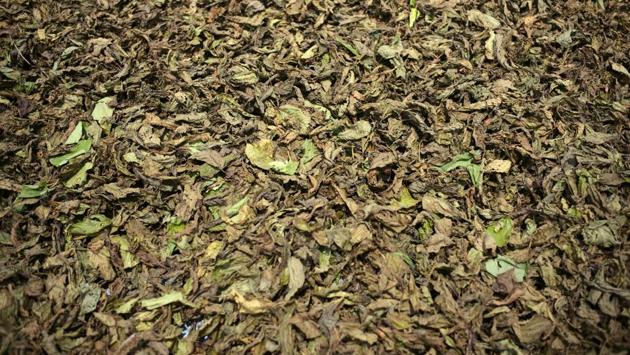Kratom leaves left to dry out in the sun. Most of the product consumed in the US comes from Indonesia, where the government bans local consumption but allows exports. The US Food and Drug Administration has warned about the harmful effects of kratom products and associated them with 44 deaths in the state. (Dimas Ardian / Bloomberg) Kratom leaves left to dry out in the sun. Most of the product consumed in the US comes from Indonesia, where the government bans local consumption but allows exports. The US Food and Drug Administration has warned about the harmful effects of kratom products and associated them with 44 deaths in the state. (Dimas Ardian / Bloomberg)