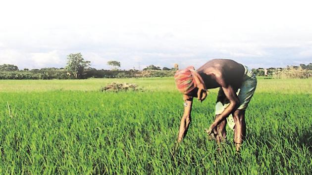 The study showed that 80% farmers, who committed suicides, were literates, while 76% farmers took the drastic step due to indebtedness. (HT Photo) The study showed that 80% farmers, who committed suicides, were literates, while 76% farmers took the drastic step due to indebtedness. (HT Photo)