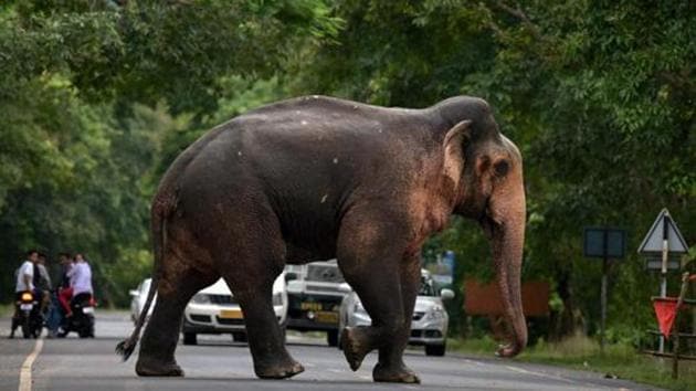 People look on as a wild elephant crosses a road near the flood affected Kaziranga National Park in Assam.(PTI Representative Photo)
