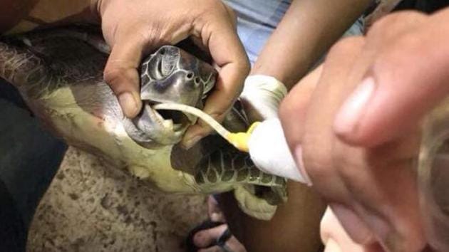 Veterinarians discovered the blockage in the stomach of green turtle in Thailand using X-rays and tried to save it by feeding it intravenously, but were only able to extract the garbage after its death.(Facebook/ReReef)