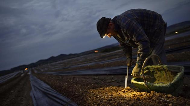 Blas, 53, collects asparagus from the field using a lantern in Uterga. Maintaining the asparagus’ high concentration of water is, according to experts, key to their balanced and slightly bitter flavour. That’s why the harvest is speedy and followed, within a few hours, with the boiling and canning of the asparagus that aren’t sold fresh in the markets. (Alvaro Barrientos / AP) Blas, 53, collects asparagus from the field using a lantern in Uterga. Maintaining the asparagus’ high concentration of water is, according to experts, key to their balanced and slightly bitter flavour. That’s why the harvest is speedy and followed, within a few hours, with the boiling and canning of the asparagus that aren’t sold fresh in the markets. (Alvaro Barrientos / AP)