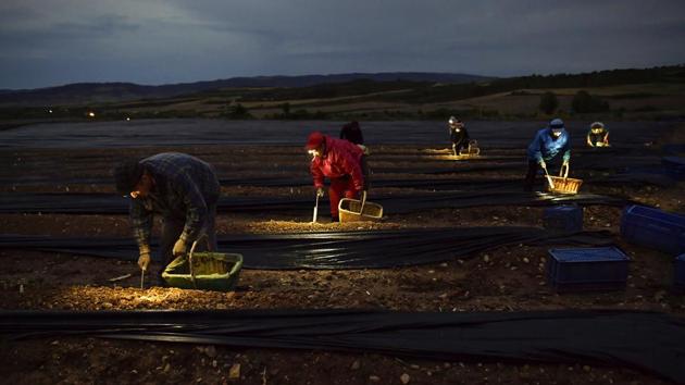 Pickers move fast, in silence, making their way through small mountain-shaped rows of soil that bury the vegetables, lifting the black plastic that covers them and cutting the elongated shoots from their base by stabbing the dunes of mud. (Alvaro Barrientos / AP) Pickers move fast, in silence, making their way through small mountain-shaped rows of soil that bury the vegetables, lifting the black plastic that covers them and cutting the elongated shoots from their base by stabbing the dunes of mud. (Alvaro Barrientos / AP)