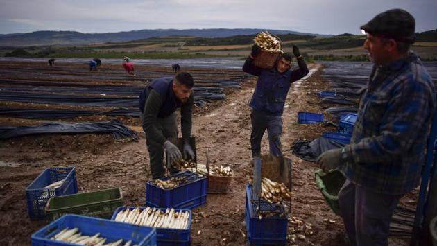 Caparroso is in Navarra, a northern Spanish region with cold nights in winter and spring that are said to produce the top-quality asparagus. (Alvaro Barrientos / AP) Caparroso is in Navarra, a northern Spanish region with cold nights in winter and spring that are said to produce the top-quality asparagus. (Alvaro Barrientos / AP)
