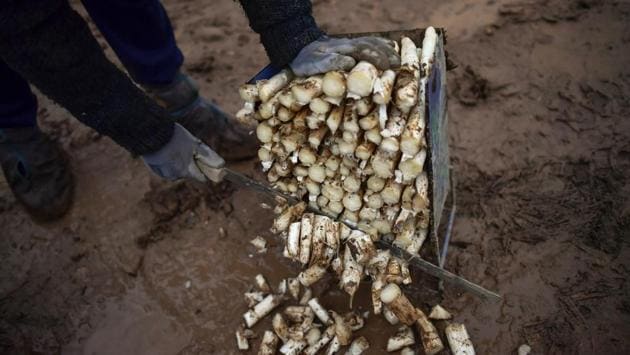 Maria 39, a seasonal worker, prepares white asparagus after collecting them from a field. The cans and jars receive a special label of geographical origin under European Union rules for traditional food products. (Alvaro Barrientos / AP) Maria 39, a seasonal worker, prepares white asparagus after collecting them from a field. The cans and jars receive a special label of geographical origin under European Union rules for traditional food products. (Alvaro Barrientos / AP)