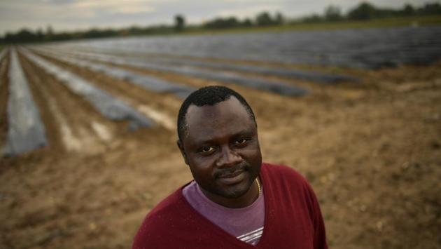 Despite the arduous and back-crushing job, 38-year-old Cameroon-native Blaise Tchouankwi Ngabo said he was willing to work as fast as possible in a farm near the town of Caparroso in order to be paid more, as salaries for seasonal workers grow in line with the amount of asparagus harvested. (Alvaro Barrientos / AP) Despite the arduous and back-crushing job, 38-year-old Cameroon-native Blaise Tchouankwi Ngabo said he was willing to work as fast as possible in a farm near the town of Caparroso in order to be paid more, as salaries for seasonal workers grow in line with the amount of asparagus harvested. (Alvaro Barrientos / AP)