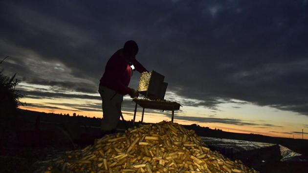 Working non-stop from dusk to dawn, a dozen pickers can harvest up to 1.5 tons of asparagus at the height of the asparagus-picking season. “One has to earn one’s living,” Tchouankwi said on a recent morning, taking a brief pause to gobble down a sandwich before getting back to the muddy harvest. (Alvaro Barrientos / AP) Working non-stop from dusk to dawn, a dozen pickers can harvest up to 1.5 tons of asparagus at the height of the asparagus-picking season. “One has to earn one’s living,” Tchouankwi said on a recent morning, taking a brief pause to gobble down a sandwich before getting back to the muddy harvest. (Alvaro Barrientos / AP)