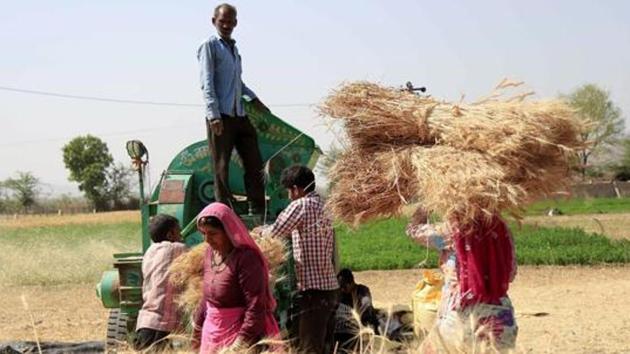 Farmers thresh harvested wheat crop on the outskirts of Ajmer in Rajasthan .(AFP Photo/Representative image)