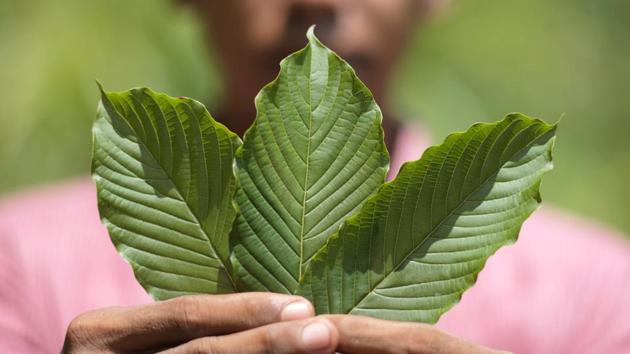 Photos: US hunger for opioid alternative drives Kratom boom in Indonesia | Hindustan Times