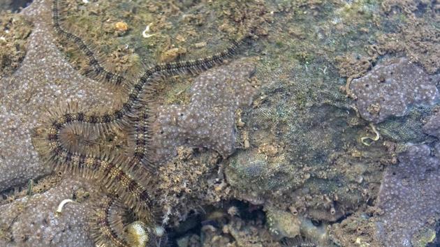 Brittle star in a tide pool at Marine Drive. Also called the serpent star, it belongs to the Phylum Echinodermata. It has a central disc bearing five slender, long arms up to 60cm in some species that are used for movement. It also uses these to catch prey and deliver it to its mouth. The arms break easily but can regenerate. (Pratik Chorge / HT Photo) Brittle star in a tide pool at Marine Drive. Also called the serpent star, it belongs to the Phylum Echinodermata. It has a central disc bearing five slender, long arms up to 60cm in some species that are used for movement. It also uses these to catch prey and deliver it to its mouth. The arms break easily but can regenerate. (Pratik Chorge / HT Photo)