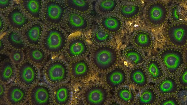 A family of Zoanthus Sansibaricus, technically hexacorals, in an intertidal pool at Marine Drive. The best time to spot marine life is during low tides when the intertidal zone, an area above water at low tide and under water at high tide, emerges into view. (Pratik Chorge / HT Photo) A family of Zoanthus Sansibaricus, technically hexacorals, in an intertidal pool at Marine Drive. The best time to spot marine life is during low tides when the intertidal zone, an area above water at low tide and under water at high tide, emerges into view. (Pratik Chorge / HT Photo)