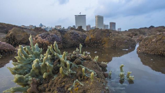 Sea sponge on to the rocks at Marine Drive. Various shades of sea sponges ranging between red, pink, orange, green, brown and yellow can be found across the shores of Mumbai. (Pratik Chorge / HT Photo) Sea sponge on to the rocks at Marine Drive. Various shades of sea sponges ranging between red, pink, orange, green, brown and yellow can be found across the shores of Mumbai. (Pratik Chorge / HT Photo)