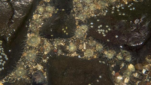 A family of small anthopleura sea anemones in a tide pool at Haji Ali. Sea anemones are a group of predatory marine animals named after the terrestrial flowering plant. These anemones are found in rock pools on the higher parts of the shore. (Pratik Chorge / HT Photo) A family of small anthopleura sea anemones in a tide pool at Haji Ali. Sea anemones are a group of predatory marine animals named after the terrestrial flowering plant. These anemones are found in rock pools on the higher parts of the shore. (Pratik Chorge / HT Photo)