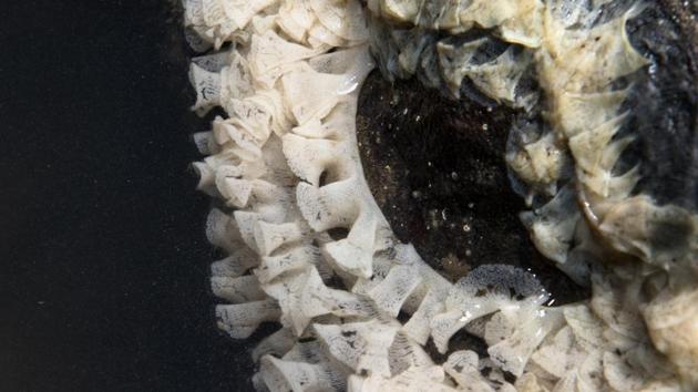Sea slug eggs spotted on the rocky shores of Haji Ali. (Pratik Chorge / HT Photo) Sea slug eggs spotted on the rocky shores of Haji Ali. (Pratik Chorge / HT Photo)