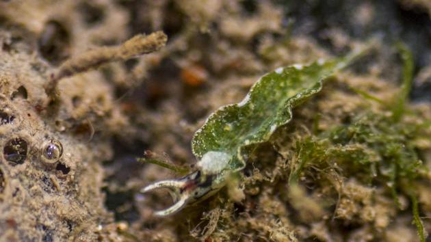 Elysia hirasei, a type of small sea slug, just the size of a fingernail, inside a tide pool at Haji Ali. These sea slugs are often seen feeding on green algae. Tide pools are shallow pools of seawater that form in the troughs of rocky intertidal zones. (Pratik Chorge / HT Photo) Elysia hirasei, a type of small sea slug, just the size of a fingernail, inside a tide pool at Haji Ali. These sea slugs are often seen feeding on green algae. Tide pools are shallow pools of seawater that form in the troughs of rocky intertidal zones. (Pratik Chorge / HT Photo)