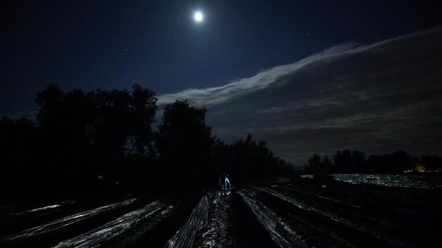 A seasonal worker using a lantern, collects asparagus from a field in Caparroso, Spain. The delicate process is performed during the night to shield the vegetables from direct sunlight, which could turn the tip of the shoots from white to a purple-like color and dry their much-appreciated moisture. (Alvaro Barrientos / AP) A seasonal worker using a lantern, collects asparagus from a field in Caparroso, Spain. The delicate process is performed during the night to shield the vegetables from direct sunlight, which could turn the tip of the shoots from white to a purple-like color and dry their much-appreciated moisture. (Alvaro Barrientos / AP)