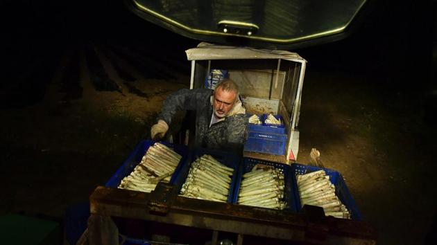 Pedro Pascual, 53, arranges white asparagus after collecting them from a field. Locally, a Navarrese farmer can hope to fetch around 2.90 euros for each kilogram of asparagus in Uterga, a town along the Way of St. James, an ancient pilgrimage route. (Alvaro Barrientos / AP) Pedro Pascual, 53, arranges white asparagus after collecting them from a field. Locally, a Navarrese farmer can hope to fetch around 2.90 euros for each kilogram of asparagus in Uterga, a town along the Way of St. James, an ancient pilgrimage route. (Alvaro Barrientos / AP)