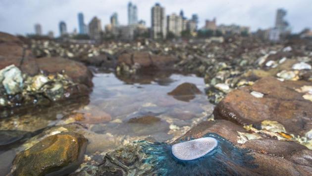 A Blue button (Porpita porpita) spotted on the rocky shore of Haji Ali in Mumbai. The spotting of the Blue button is a sign of the monsoon’s arrival in the city. These Porpita are members of the invertebrate order Hydroida, found in tropical and subtropical waters of the Indian Ocean. (Pratik Chorge / HT Photo) A Blue button (Porpita porpita) spotted on the rocky shore of Haji Ali in Mumbai. The spotting of the Blue button is a sign of the monsoon’s arrival in the city. These Porpita are members of the invertebrate order Hydroida, found in tropical and subtropical waters of the Indian Ocean. (Pratik Chorge / HT Photo)
