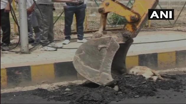 People allege the dog was sleeping on one side of the road. Instead of chasing the animal or removing it physically, burning coal tar was poured over it.(ANI Photo) People allege the dog was sleeping on one side of the road. Instead of chasing the animal or removing it physically, burning coal tar was poured over it.(ANI Photo)