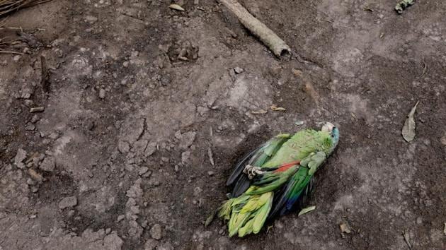 A dead parakeet is seen outside a house affected by the eruption. In the afternoon things took a turn for the worse. Tons of ash propelled by scalding, toxic gases poured down Fuego’s flanks. These “pyroclastic flows” hit much faster, at more lethal speeds than lava, dragging trees and giant rocks onto villages in their path. (Carlos Jasso / REUTERS)