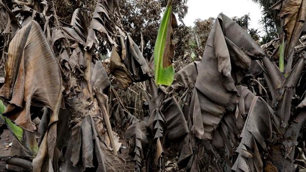 Others with still less time ran through bushes and leaped across barbed wire and wooden fences to reach the main road of the town of Escuintla, near Los Lotes. (Carlos Jasso / REUTERS)