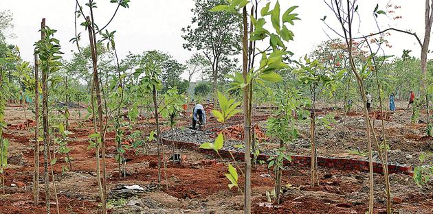 NMMC plans to increase the city’s green cover this monsoons. Spalings being planted here at Mini Seashore Vashi in Navi Mumbai. (HT Photo) NMMC plans to increase the city’s green cover this monsoons. Spalings being planted here at Mini Seashore Vashi in Navi Mumbai. (HT Photo)
