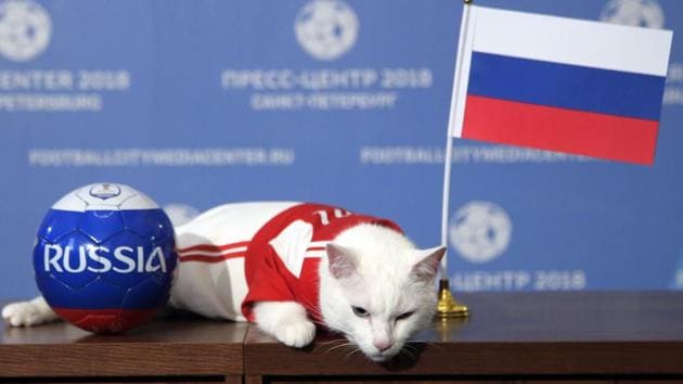 Achilles the cat lies on a table after attempting to predict the result of the opening match of the FIFA World Cup 2018.(AP)