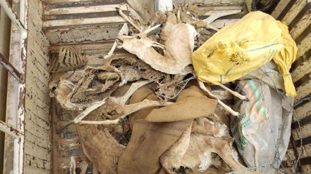 The carcass of chinkara found in Jaisalmer.(HT Photo)