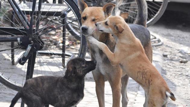 The court directed the chief secretary to issue necessary directions to all authorities concerned to take appropriate steps for checking the dog menace in their respective areas. (HT PHOTO) The court directed the chief secretary to issue necessary directions to all authorities concerned to take appropriate steps for checking the dog menace in their respective areas. (HT PHOTO)