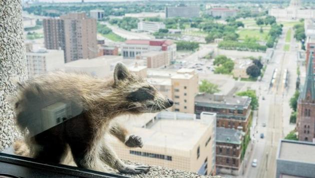 A raccoon scratches herself on the window sill of the Paige Donnelly Law Firm on the 23rd floor of the UBS Plaza building in St. Paul, Minnesota, US, June 12, 2018, in this image obtained from social media. (Evan Frost/MPR News/via REUTERS) A raccoon scratches herself on the window sill of the Paige Donnelly Law Firm on the 23rd floor of the UBS Plaza building in St. Paul, Minnesota, US, June 12, 2018, in this image obtained from social media. (Evan Frost/MPR News/via REUTERS)