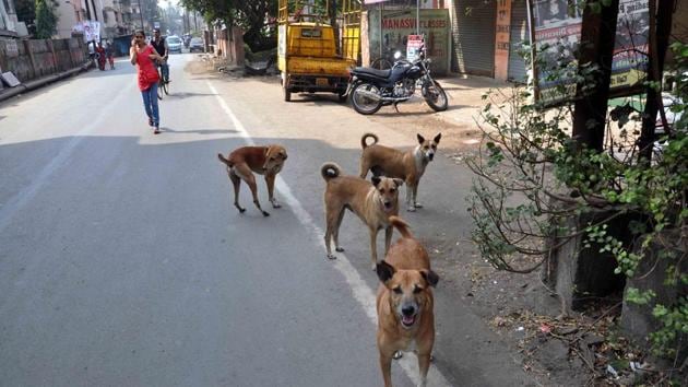 A PIL in the Uttarakhand high court said in the past five years, over 11,000 dog bite cases have been reported in the state. (HT/Photo for representation) A PIL in the Uttarakhand high court said in the past five years, over 11,000 dog bite cases have been reported in the state. (HT/Photo for representation)