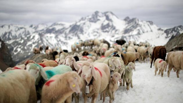Sheep cross the alpine pass “Hochjoch” at 2,856 meters above sea level, in the autonomous region of South Tyrol, Italy. (Lisi Niesner / REUTERS) Sheep cross the alpine pass “Hochjoch” at 2,856 meters above sea level, in the autonomous region of South Tyrol, Italy. (Lisi Niesner / REUTERS)