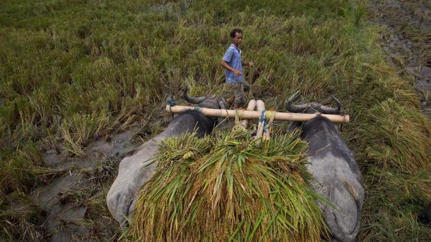 A farmer leads a buffalo cart carrying paddy in Mayong village on the outskirts of Guwahati, Assam on June 13, 2018. (Anupam Nath / AP)