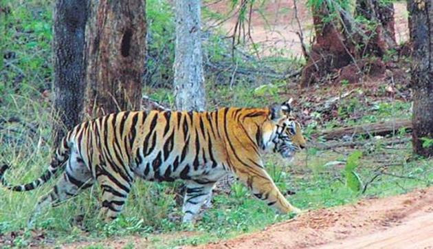 The court also asked if a Tiger Reserve Force has been constituted.(HT File)