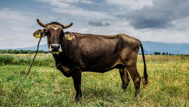 Bulgaria agreed to spare the life of Penka, the cow after plans to kill the animal for crossing European Union (EU) borders without paperwork triggered an international outcry. (Hristo Vladev / Four Paws Foundation / AFP) Bulgaria agreed to spare the life of Penka, the cow after plans to kill the animal for crossing European Union (EU) borders without paperwork triggered an international outcry. (Hristo Vladev / Four Paws Foundation / AFP)