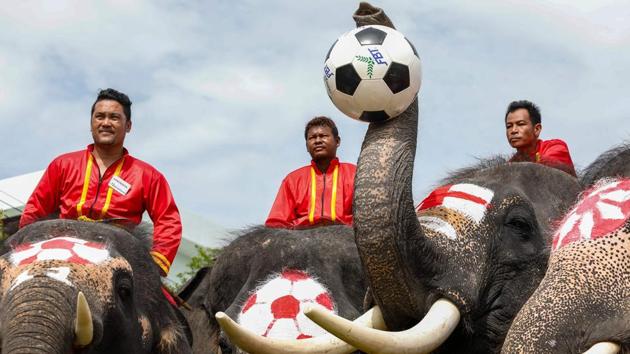 Elephants participate in a football game to kick off the World Cup fever as part of an anti-gambling campaign at the ancient Thai city of Ayutthaya. (Krit Phromsakla Na Sakolnakorn / Thai News Pix / AFP) Elephants participate in a football game to kick off the World Cup fever as part of an anti-gambling campaign at the ancient Thai city of Ayutthaya. (Krit Phromsakla Na Sakolnakorn / Thai News Pix / AFP)
