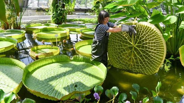 Gardener Roswitha Domine stands in a pond of the greenhouse at Berlin's Botanical Garden to inspect a large leaf of a Victoria water-lily, as last preparations are under way before the greenhouse's reopening following extensive reconstruction work. (Jens Kalene / DPA / AFP) Gardener Roswitha Domine stands in a pond of the greenhouse at Berlin's Botanical Garden to inspect a large leaf of a Victoria water-lily, as last preparations are under way before the greenhouse's reopening following extensive reconstruction work. (Jens Kalene / DPA / AFP)