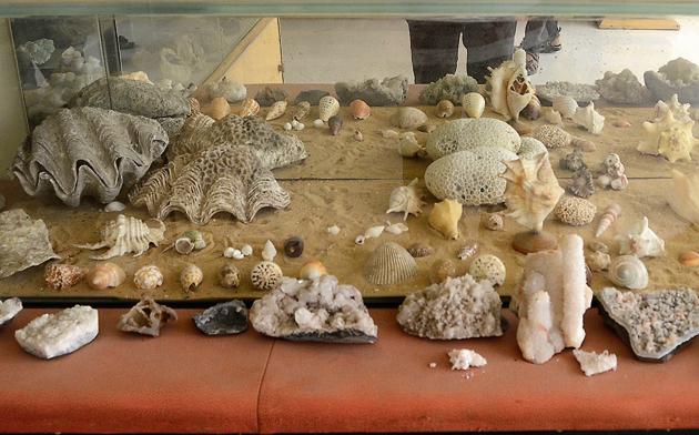 Shells of molluscs, corals, oysters and clams found at the mouth of the Ulhas River on display at the Titwala museum.(HT Photo) Shells of molluscs, corals, oysters and clams found at the mouth of the Ulhas River on display at the Titwala museum.(HT Photo)