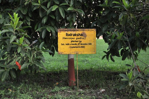 The tree planted by Indira Gandhi in 1981 was uprooted in storm in 2010. The FRI had planted another one in its place.(Vinay Santosh Kumar/HT Photo)