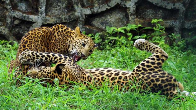 Over the past six months, Mumbai’s Sanjay Gandhi National Park (SGNP) has nurtured two frail leopard cubs into healthy, active big cats. In November, farmers in a sugarcane field in Ahmednagar found the cubs — a male and a female. Three failed attempts by forest department officials to find their mother later, the month-olds were brought to SGNP’s leopard rescue centre. (Pramod Thakur / HT Photo) Over the past six months, Mumbai’s Sanjay Gandhi National Park (SGNP) has nurtured two frail leopard cubs into healthy, active big cats. In November, farmers in a sugarcane field in Ahmednagar found the cubs — a male and a female. Three failed attempts by forest department officials to find their mother later, the month-olds were brought to SGNP’s leopard rescue centre. (Pramod Thakur / HT Photo)